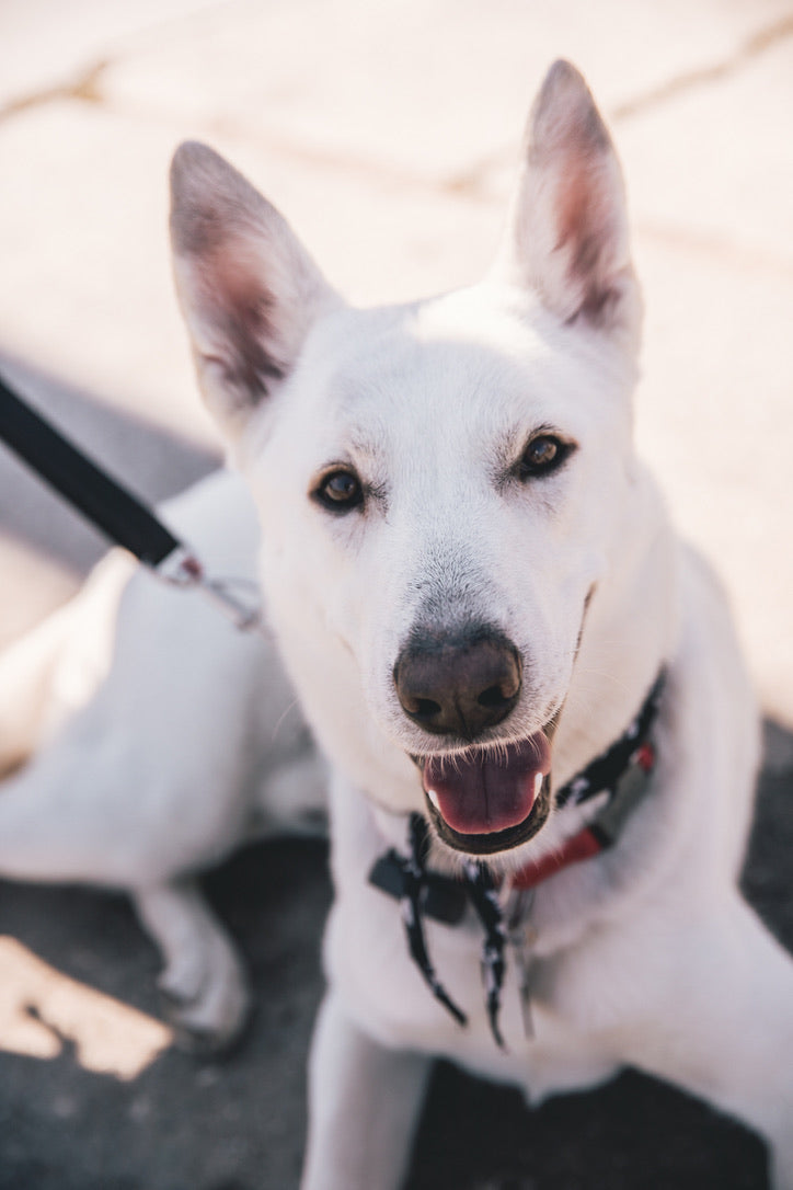 Adult Dog