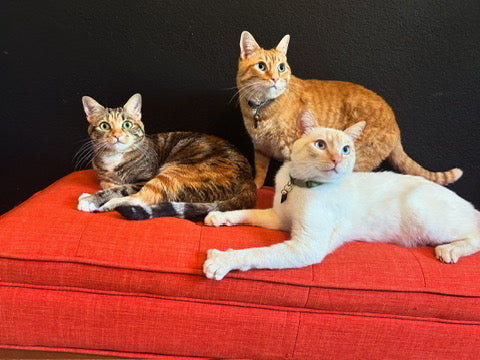 Adult Cat